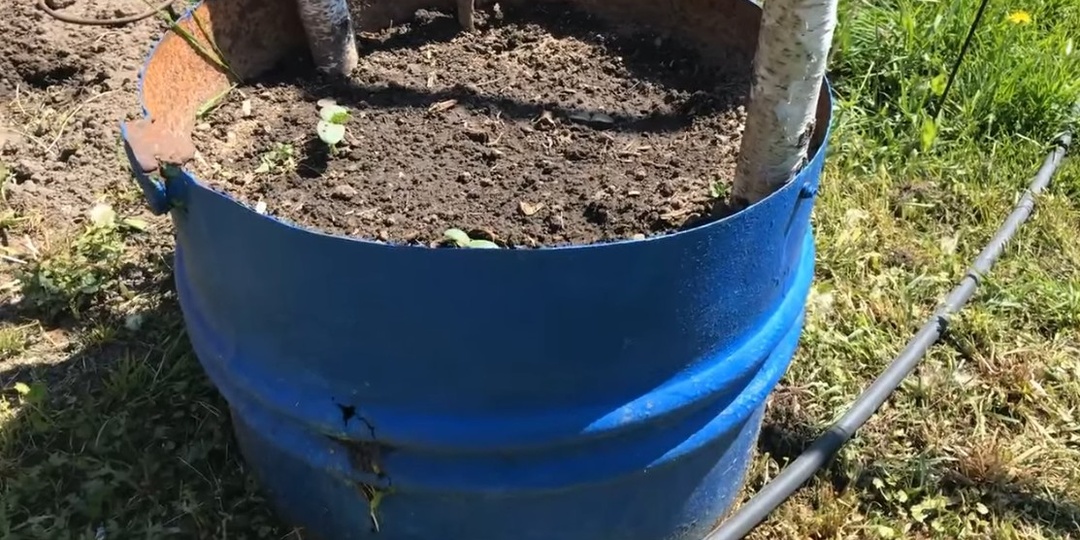 Теплая грядка из бочки. Всегда будете с урожаем.