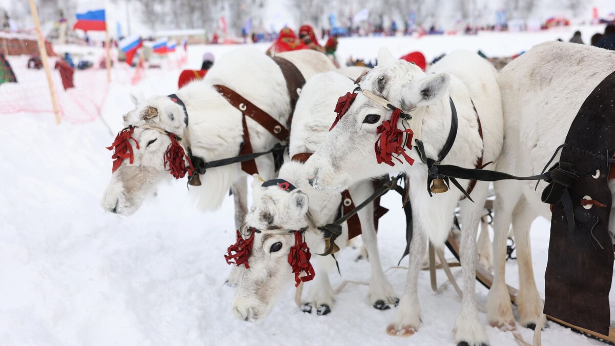    Фото: Сергей Зубков/«Ямал-Медиа»