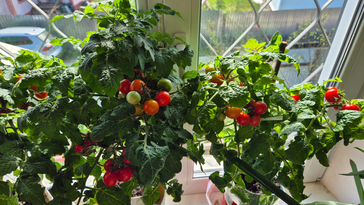 на подоконнике