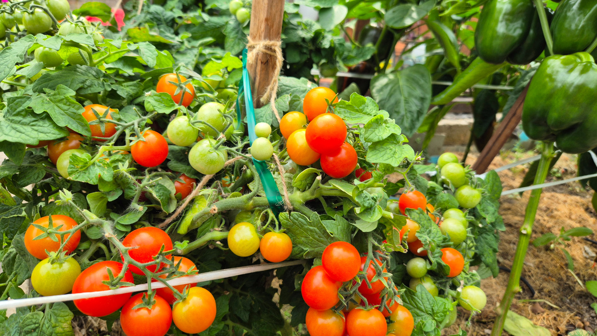 Балконное чудо.