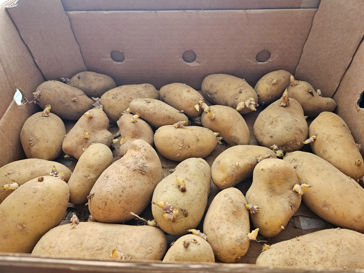 Только заложила на яровизацию в конце февраля