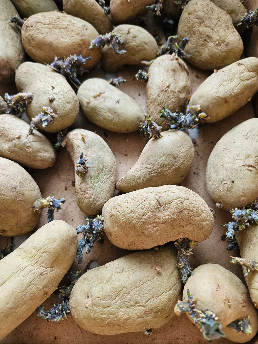 Картофель 21 марта