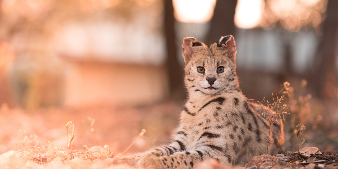В аэропорту Сочи задержали женщину, которая пыталась незаконно вывезти сервала