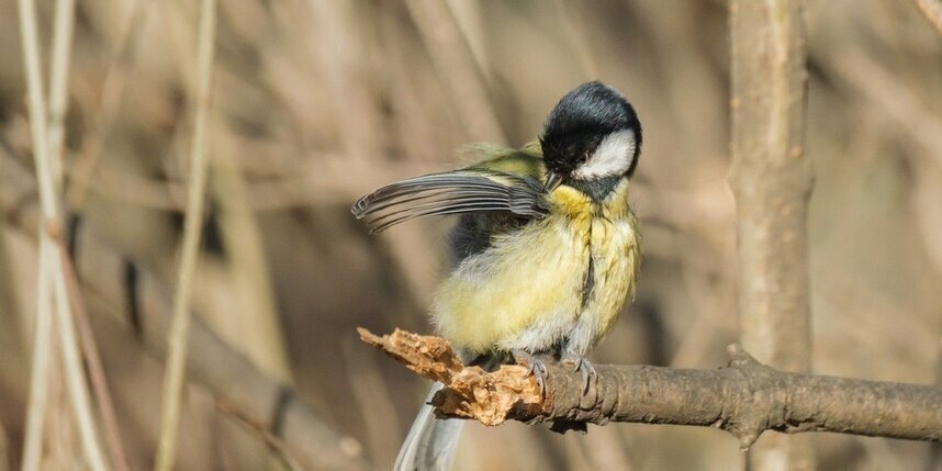 Антициклон принесет в Петербург солнечные выходные