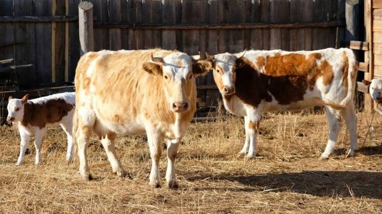    пресс-служба минсельхоза