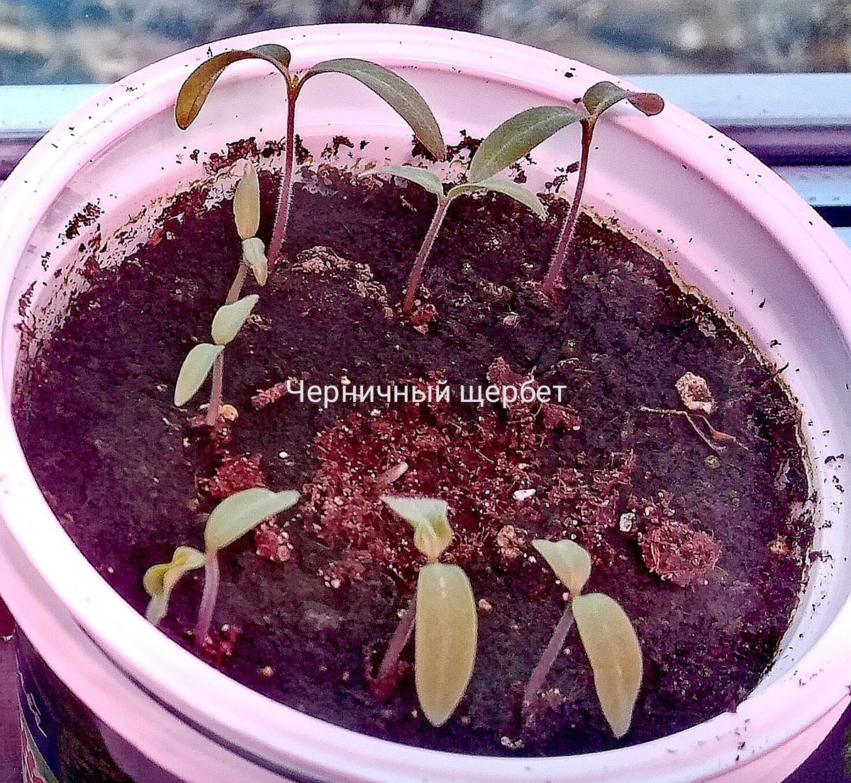 Фото автора. Сегодня 20 марта. Утро. Бледно-розовый цвет от фитоламп мощностью в 100 ватт.