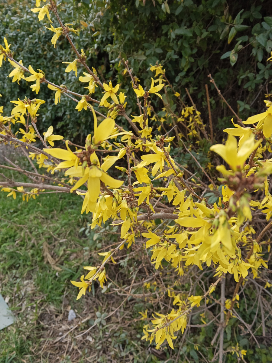 Форзиция зацвела