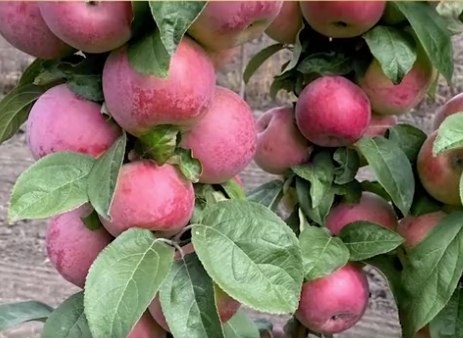 Выбор сорта овощей или растений для вашего сада — это не просто задача, а настоящее искусство! Каждый садовод стремится к тому, чтобы его