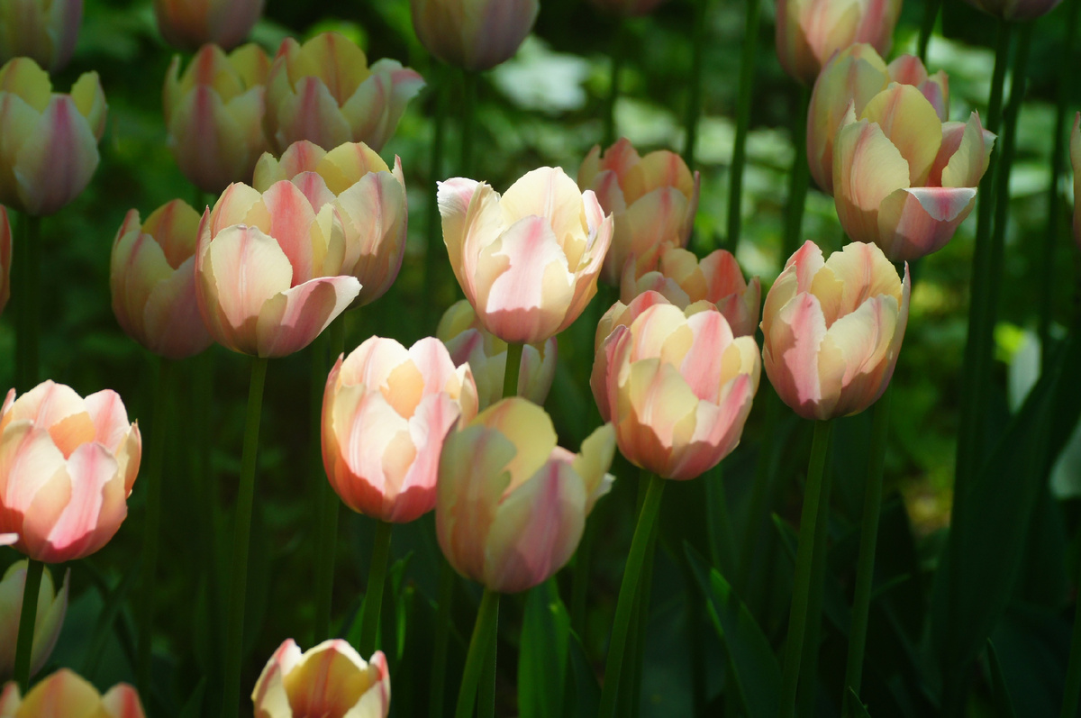 Хочу вновь побывать там, где муж фотографировал эту красоту.