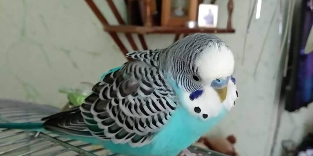 Волнистик весь дрожит: почему? Как помочь?