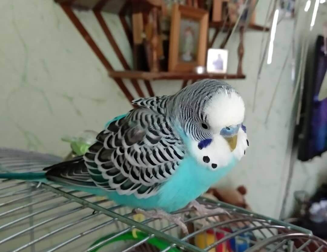 Ты весь дрожишь! Что с тобой, ты не заболел?