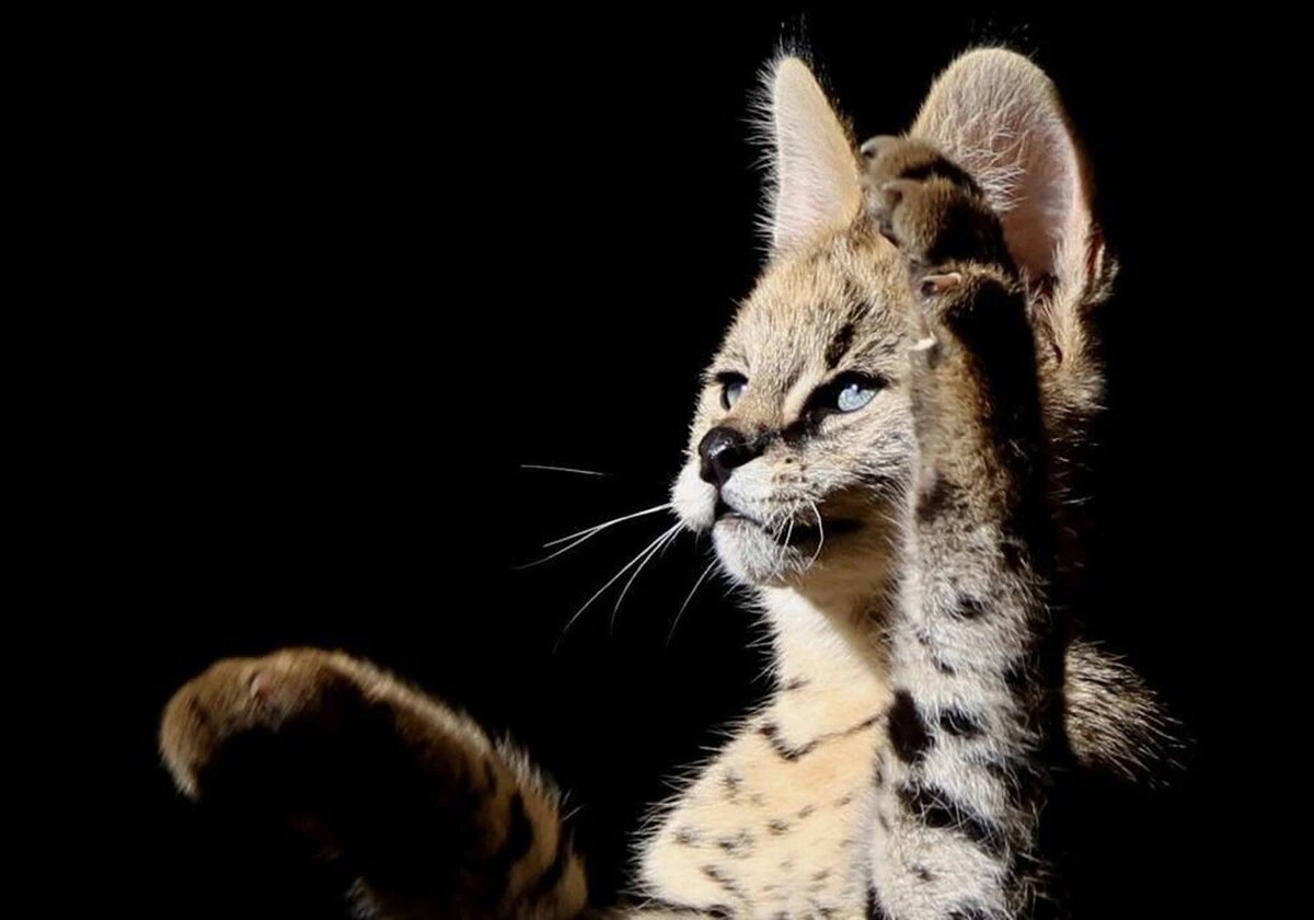    Фото Wikimedia Commons/Wynand Uys