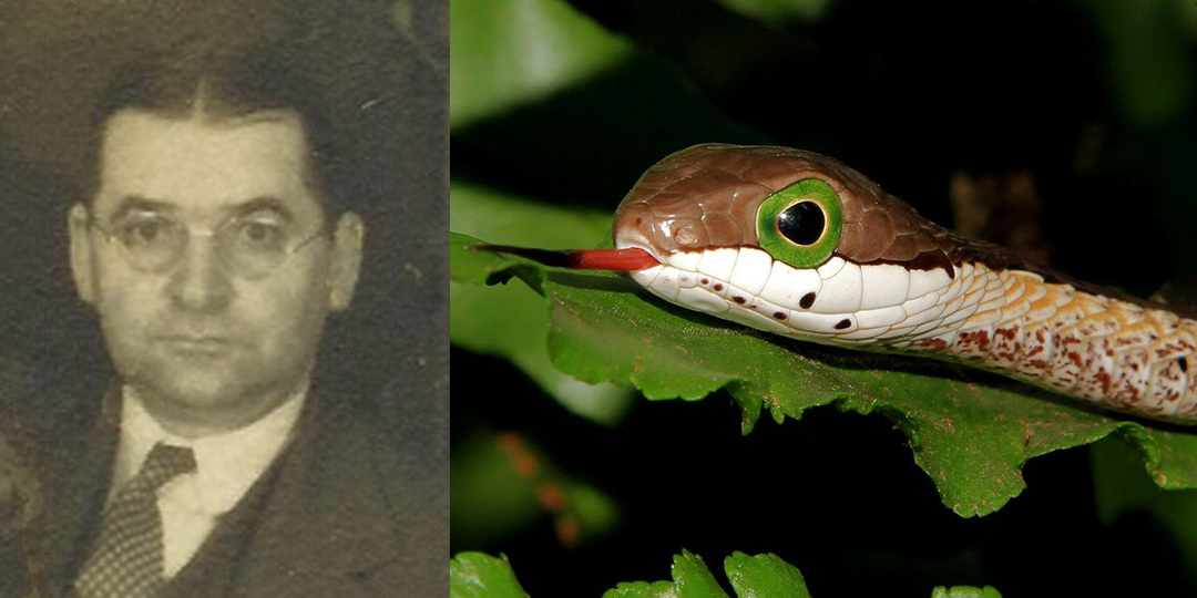 Его укусила ядовитая змея — он начал записывать симптомы. Подборка интересных фактов