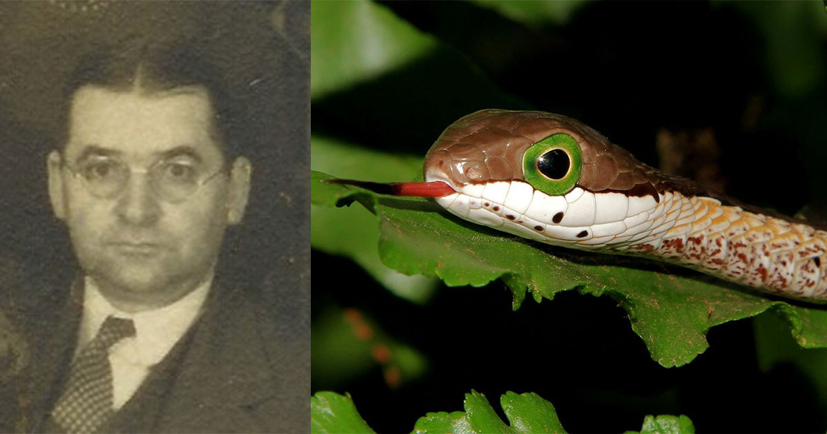 MisterHOP & Wynand Uys / Wikipedia