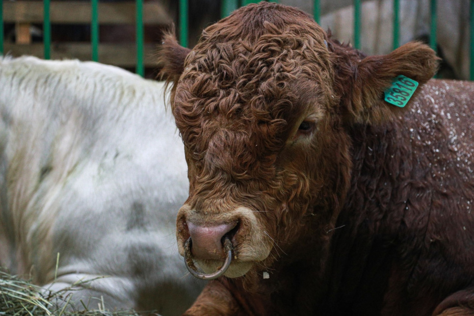    Сергей Булкин/NEWS.ru