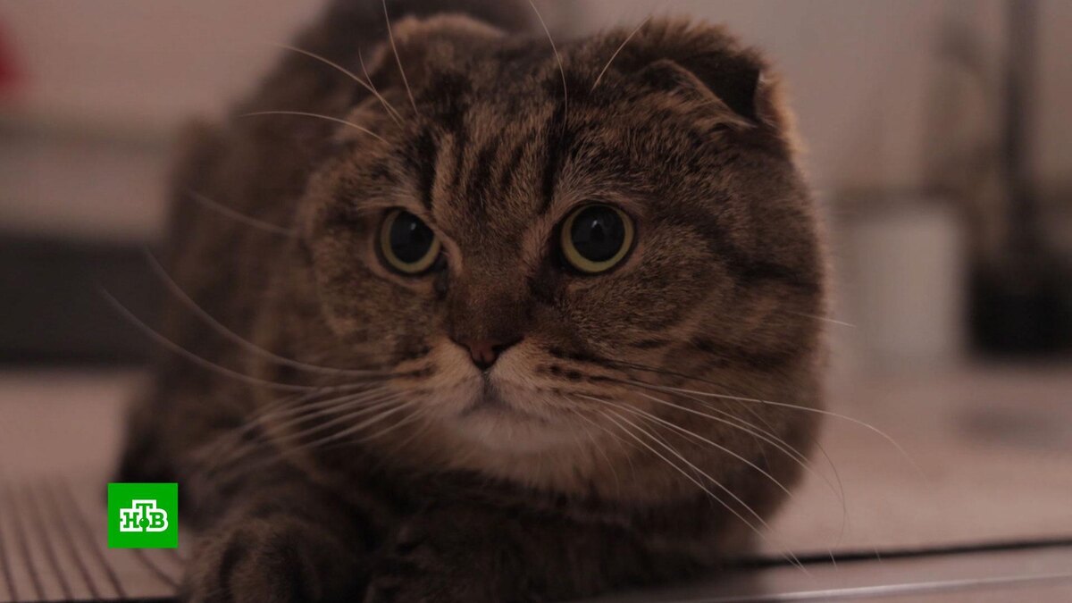    Друг по силам: «Моспитомец» знакомит горожан с животными из приютов