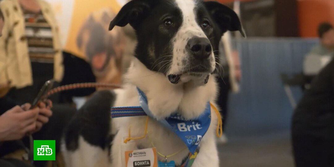 В Москве пройдет фестиваль пристройства собак и кошек