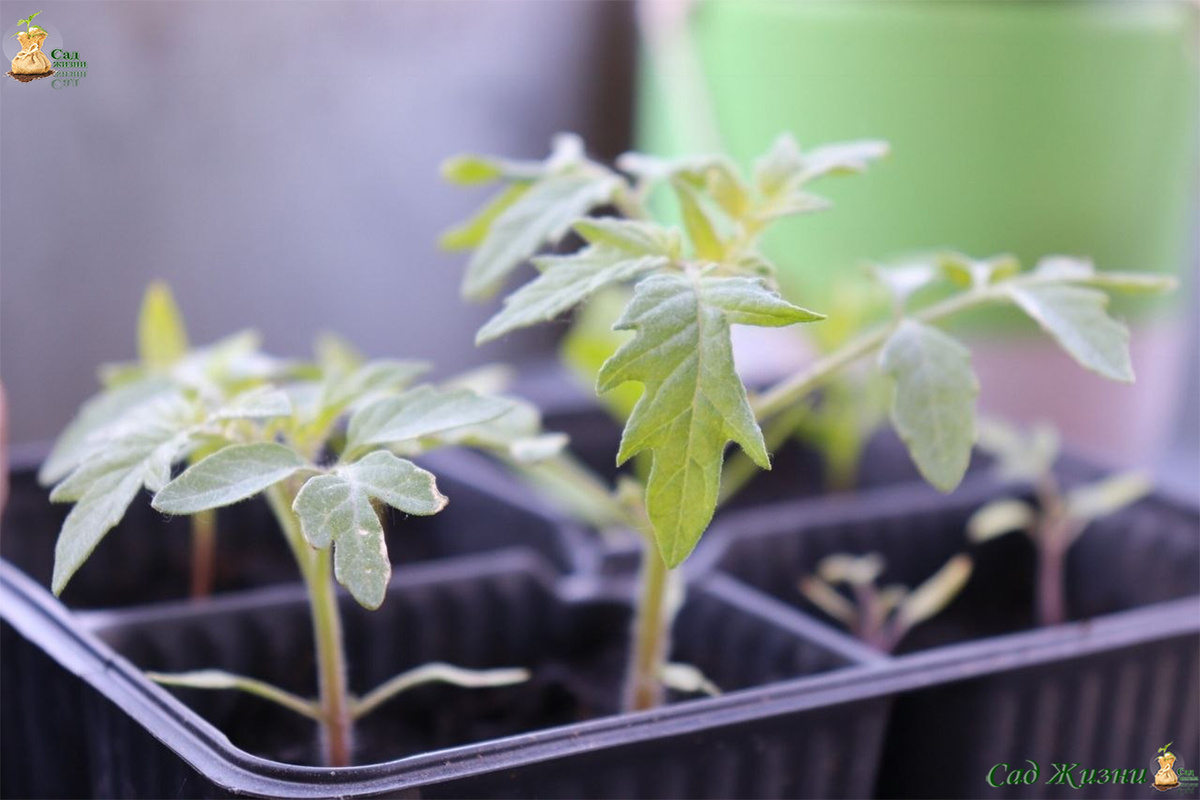 Нормальная рассада не выглядит «перекачанной» — и это хорошо