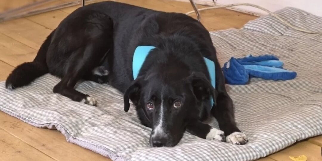 «Мой псыночка!» Как пёс Пират растопил сердце ярославского зооволонтёра