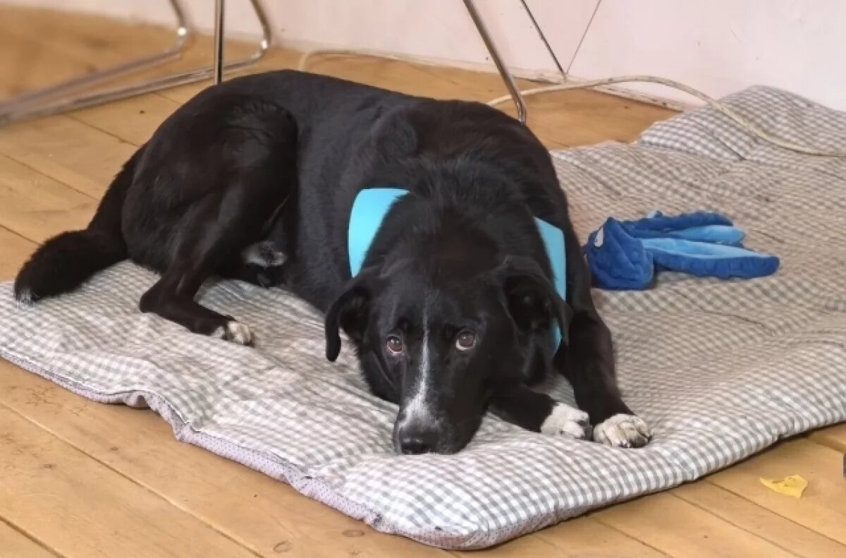    «Мой псыночка!»