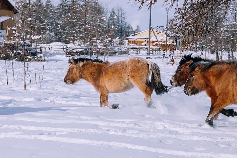   Глава Якутии поздравил коневодов-табунщиков с профессиональным праздником Григорий КУБАТЬЯН