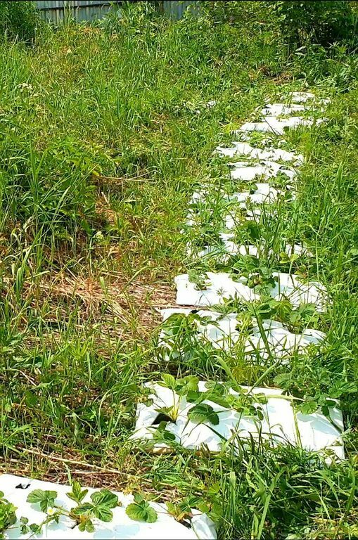 Судя про прошлогодней засохшей траве, с косьбой он тоже не заморачивается.