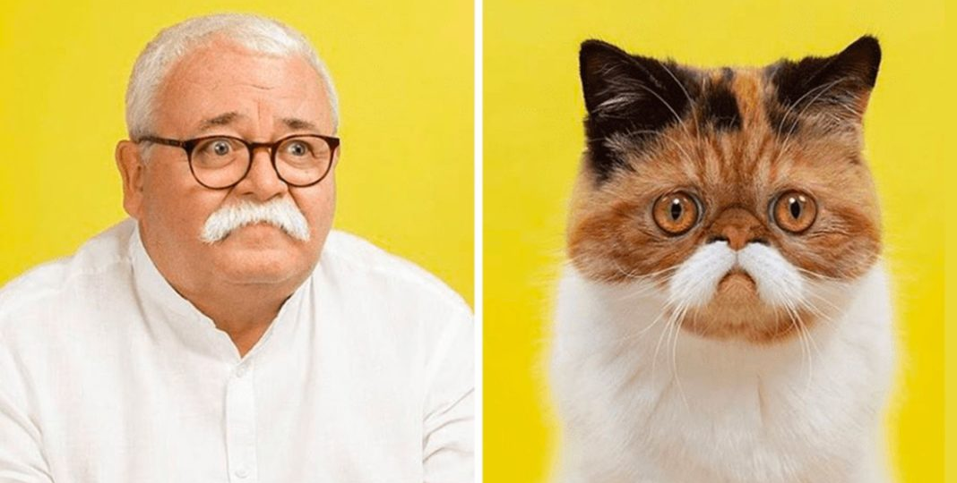 Котозависимость в лицах: почему мы так похожи на своих котов?