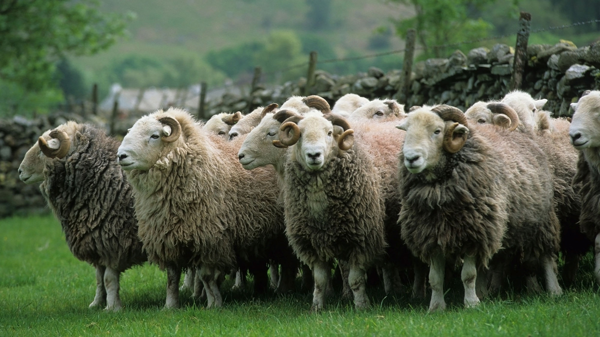    Англия овцы овца бараны лето ГЛ
