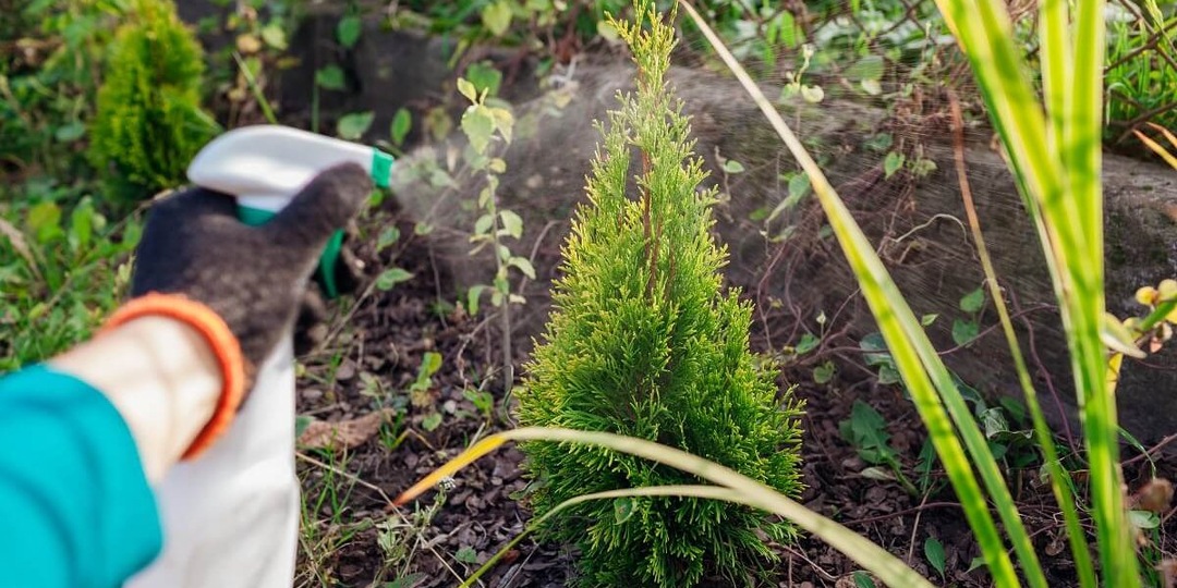 Подкормки для туи после схода снега: для пышной хвои и иммунитета