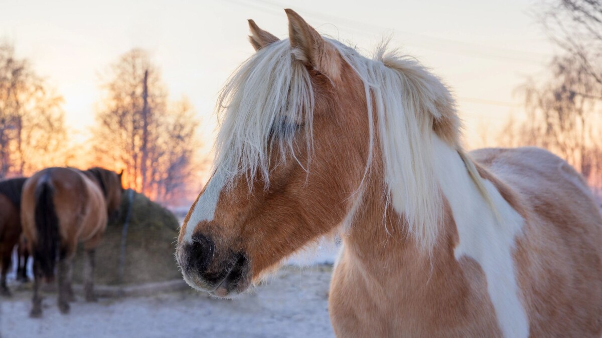    Фото: Федор Воронов/«Ямал-Медиа»