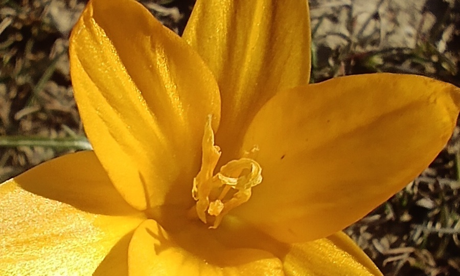 Весенние цветы Крым