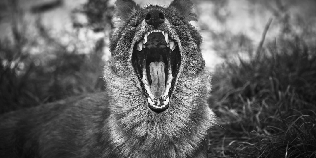 В Краснодаре стая собак напала на 13-летнюю девочку