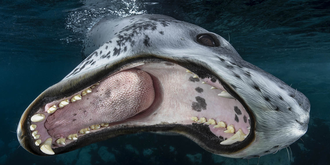 Лучшие подводные фотографии года - победители Underwater Photographer of the Year 2026