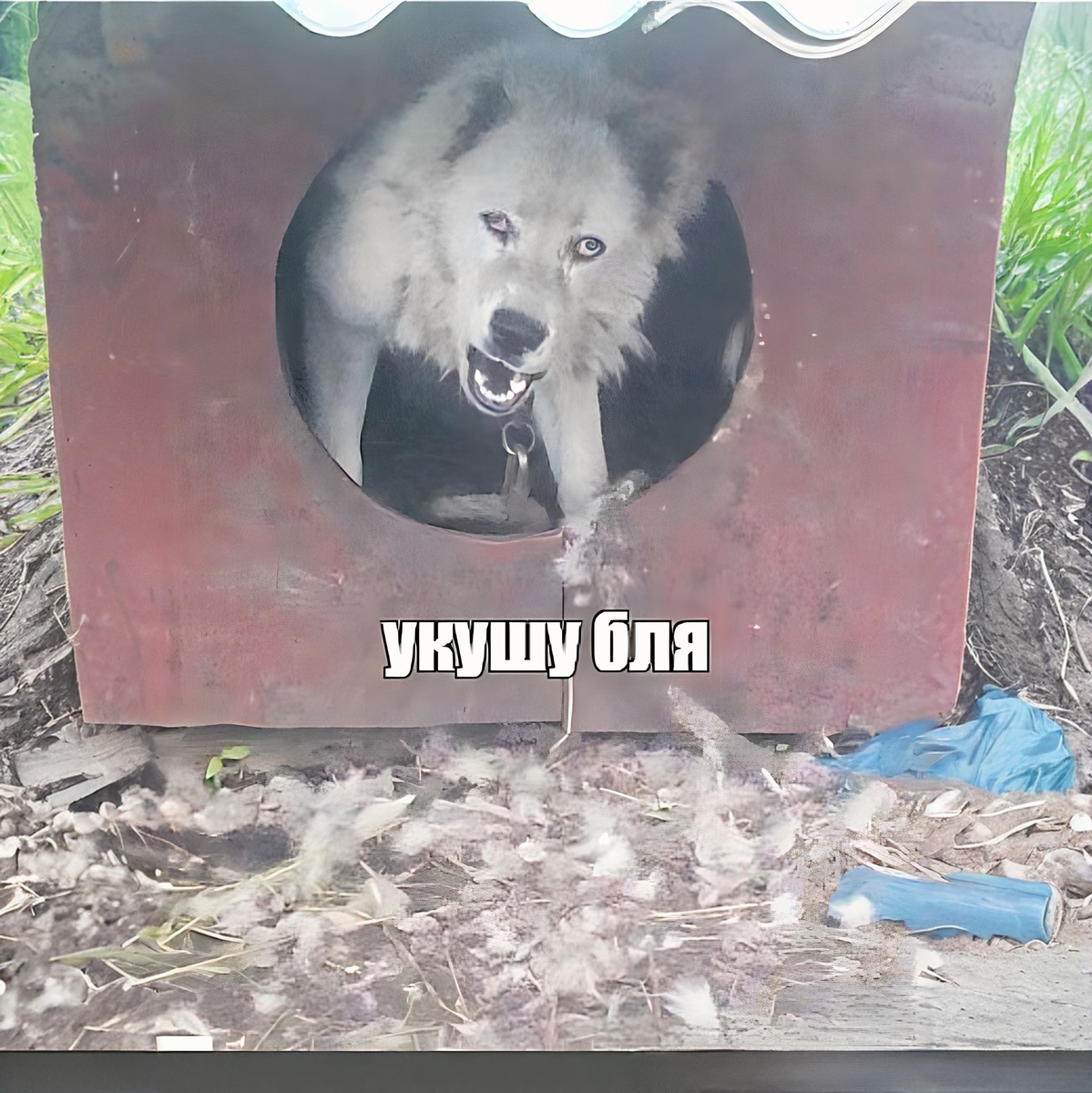 Мем Главы N°1. Укушубля