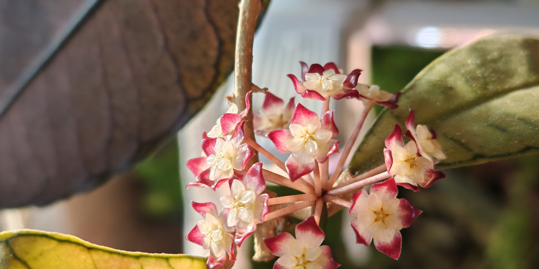 Хойя Борнео Гунунг Гадинг: история любви, ошибок и перезагрузки