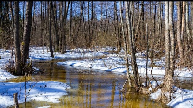 Высота снега в Подмосковье опустилась к однозначным отметкам