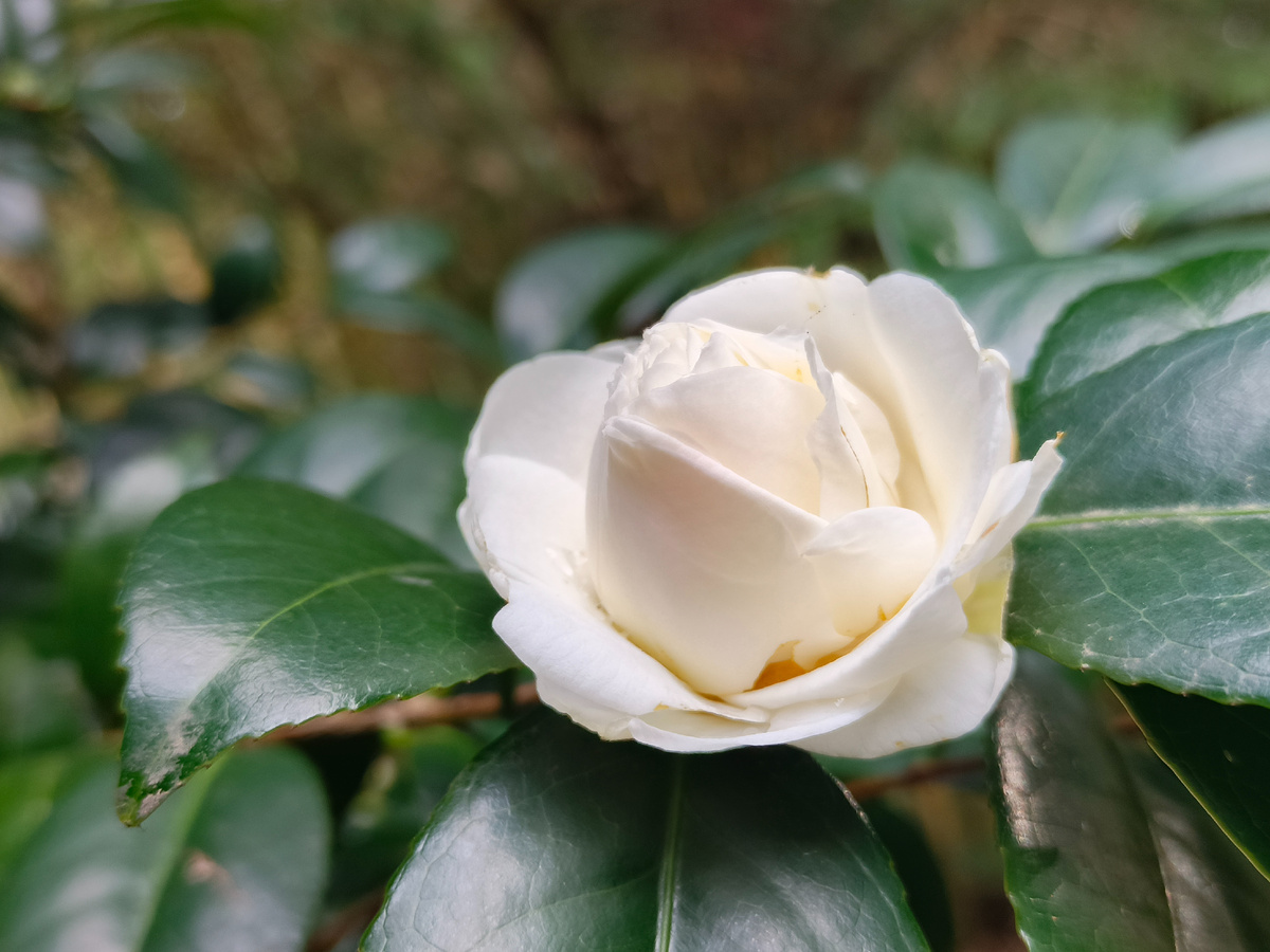 ФТ Сириус, Камелия, март 2026 года