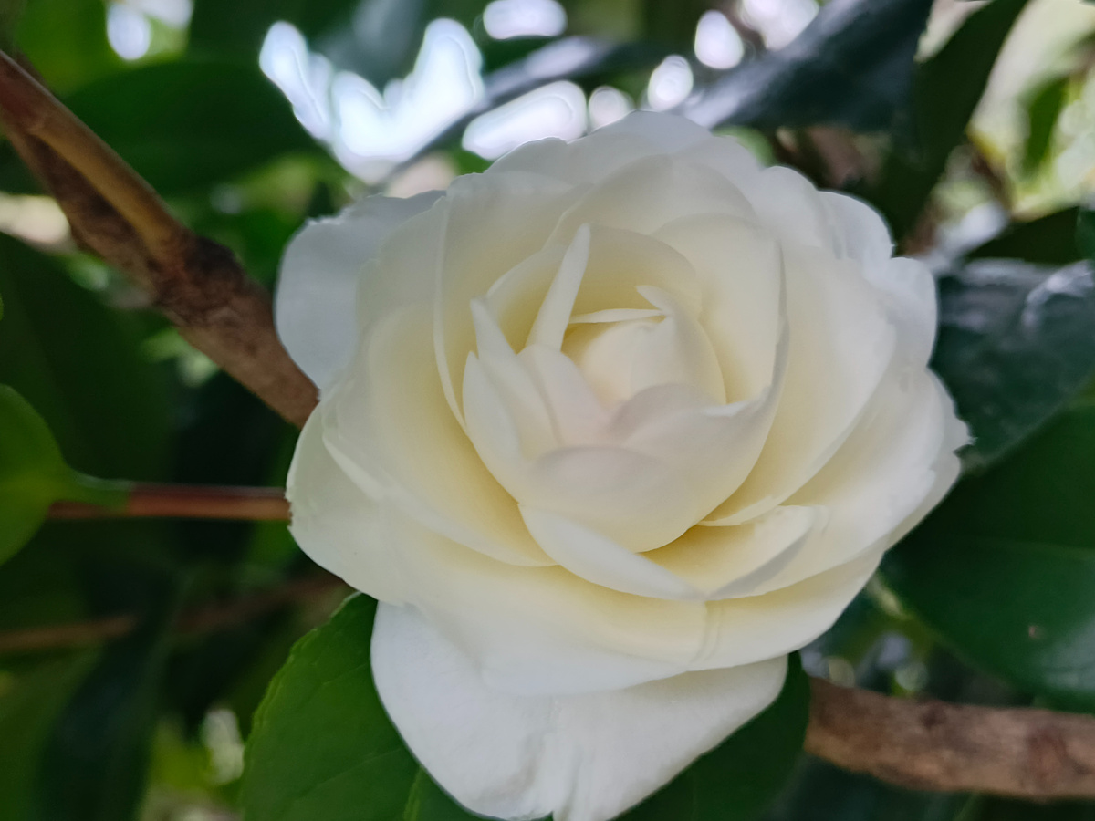 ФТ Сириус, Камелия, март 2026 года