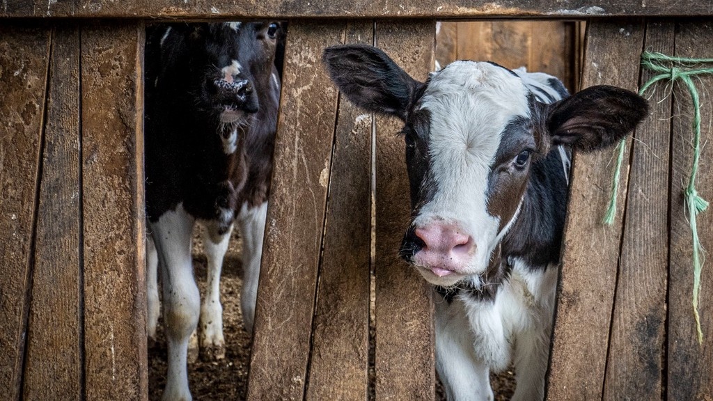    Фото © flickr.com / Preston Keres