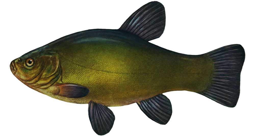 Линь (Tinca tinca Linnaeus, 1758)