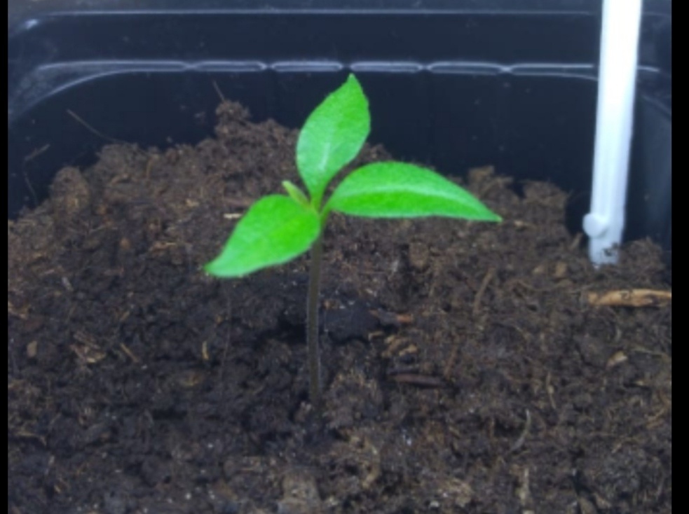 Три семядоли