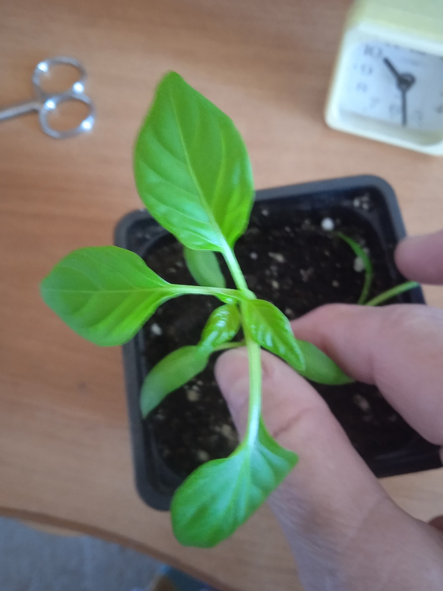 Растет по три листа. 