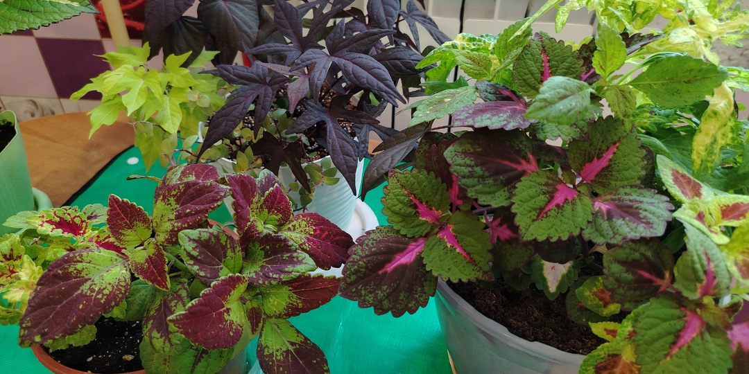 Кардинальная обрезка цветов в феврале. Какие они в марте?