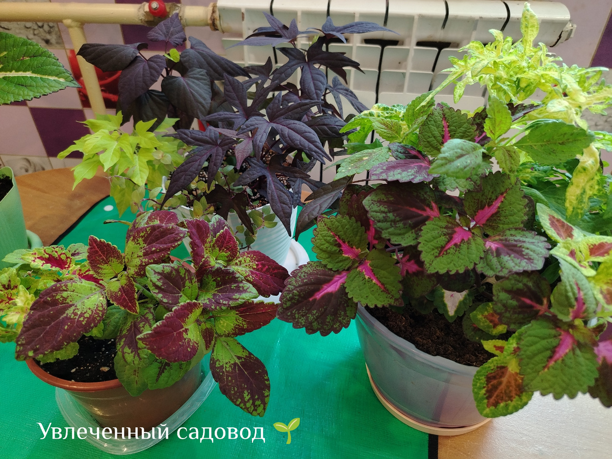 Март 2026 19.03/фото автора