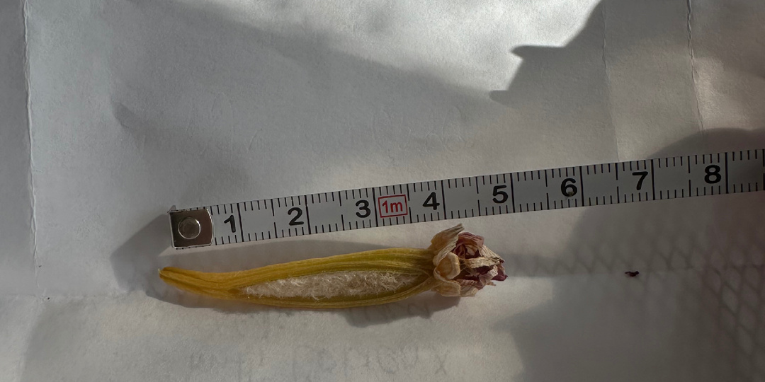 Как поживает опыленная орхидея