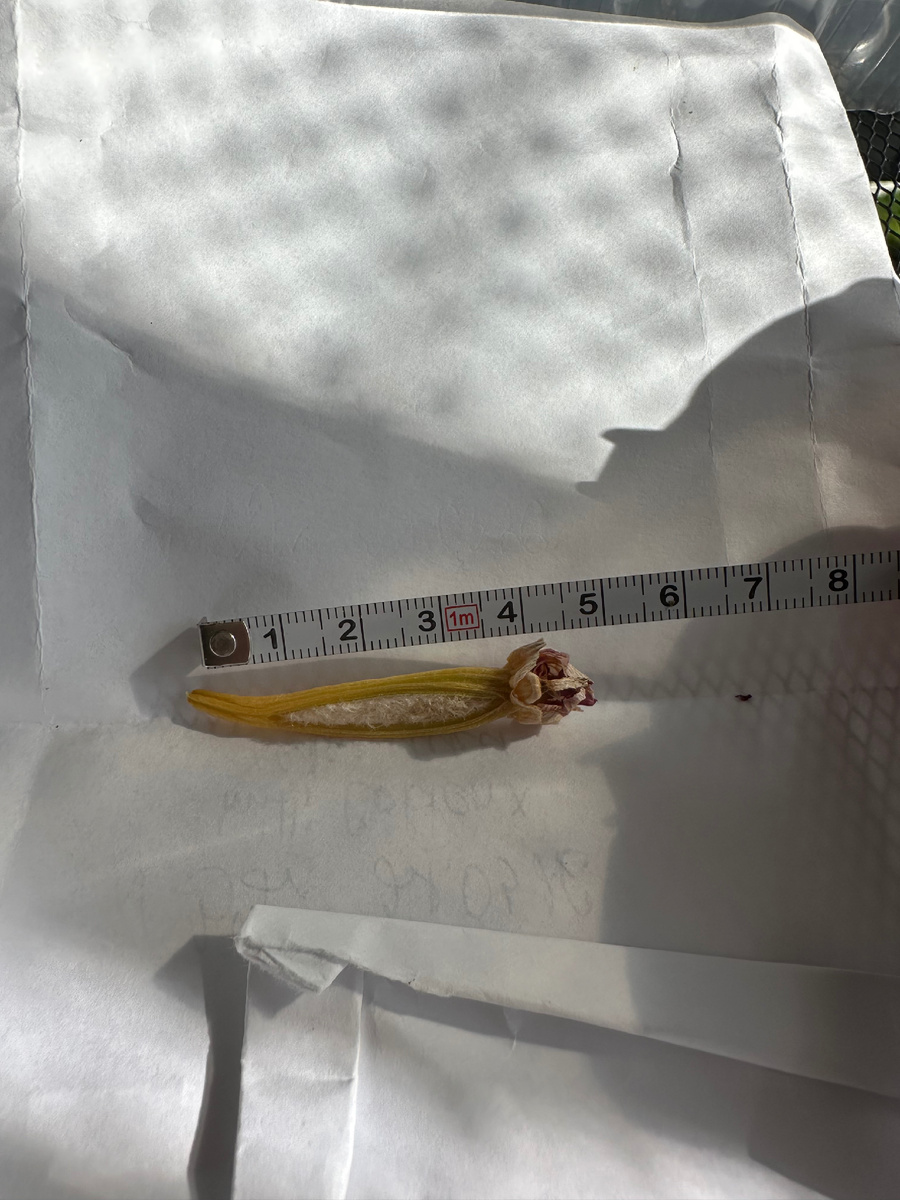 Такая миниатюрная семенная коробочка