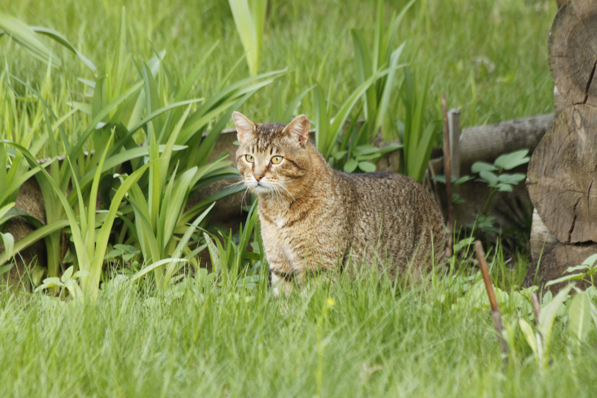Первая любовь Василисы. Брюс. Фото автора