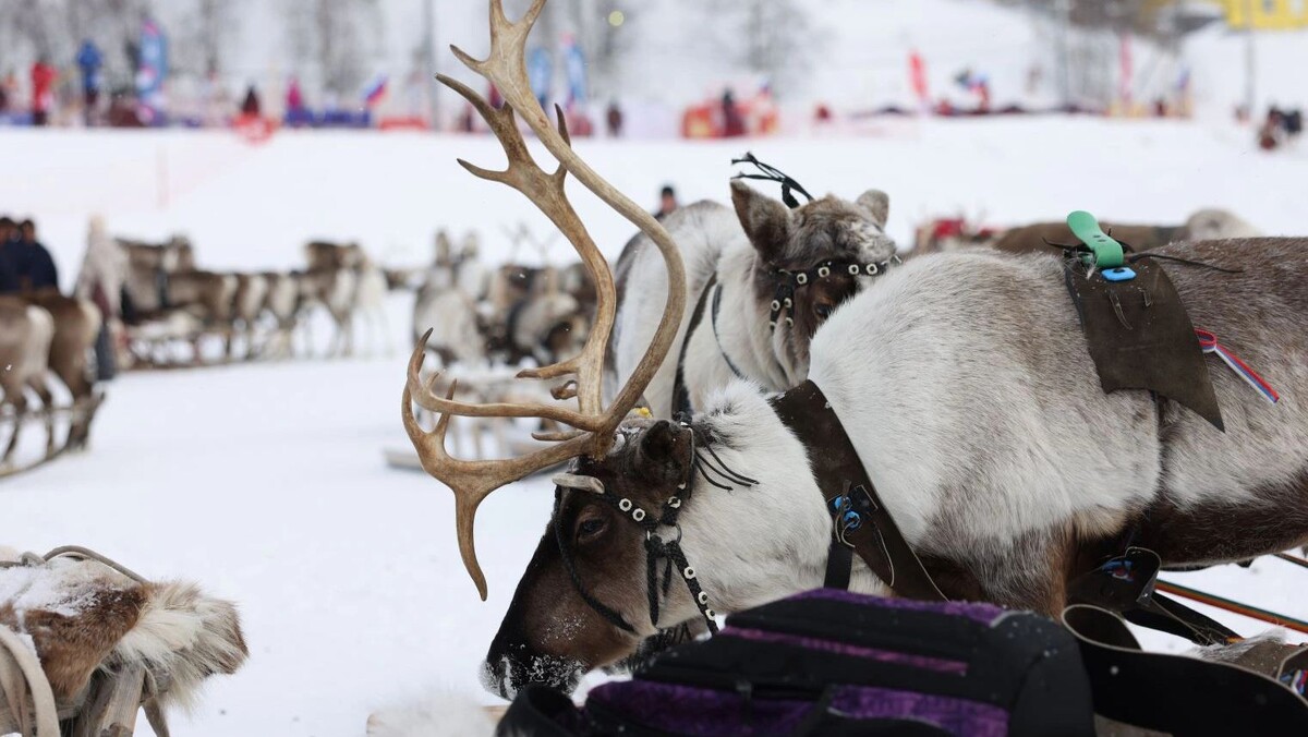    Фото: Сергей Зубков/«Ямал-Медиа»