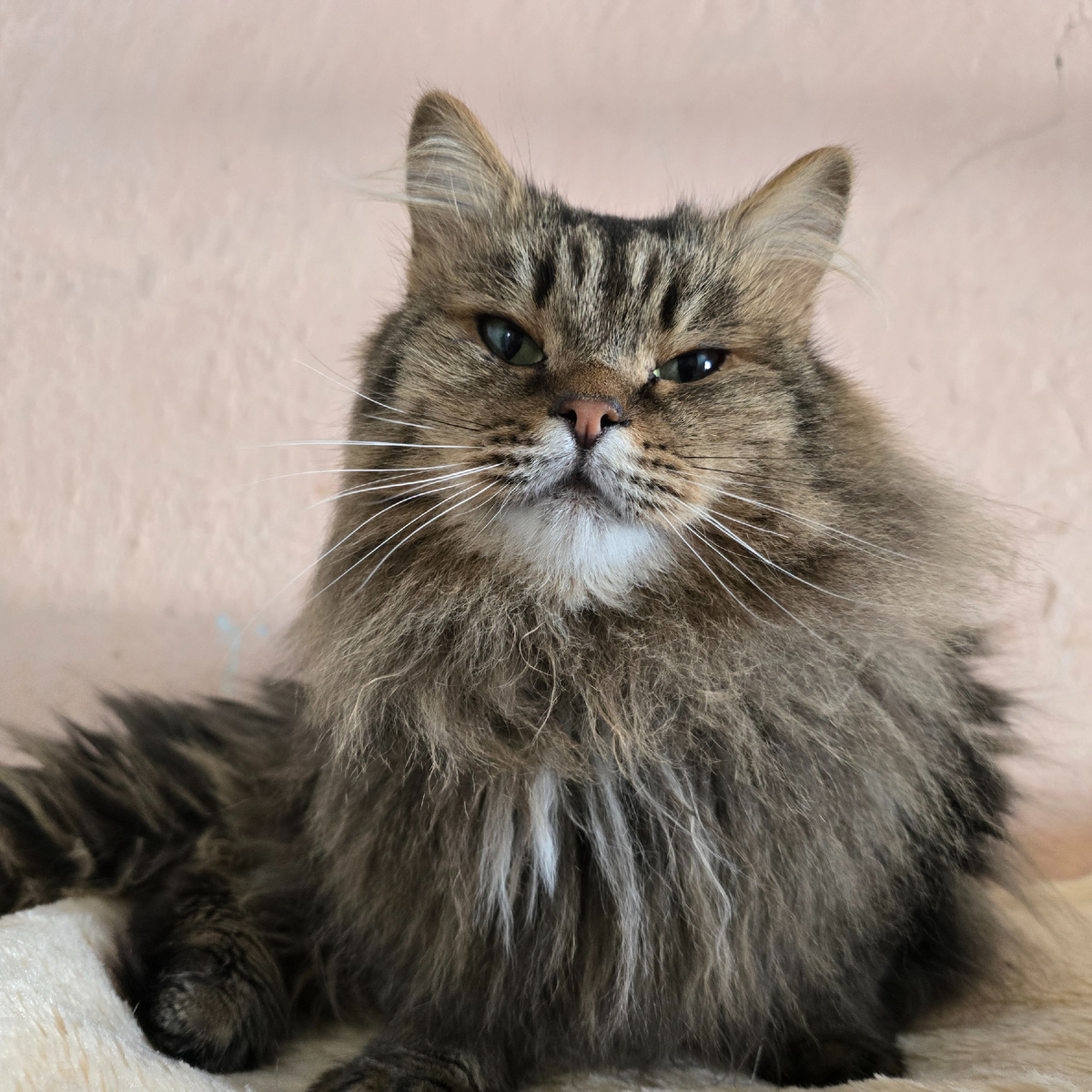 пушистые мечты о доме и тепле