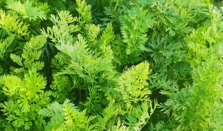    Фото: Лукьянов Дмитрий, AgroXXI.ru